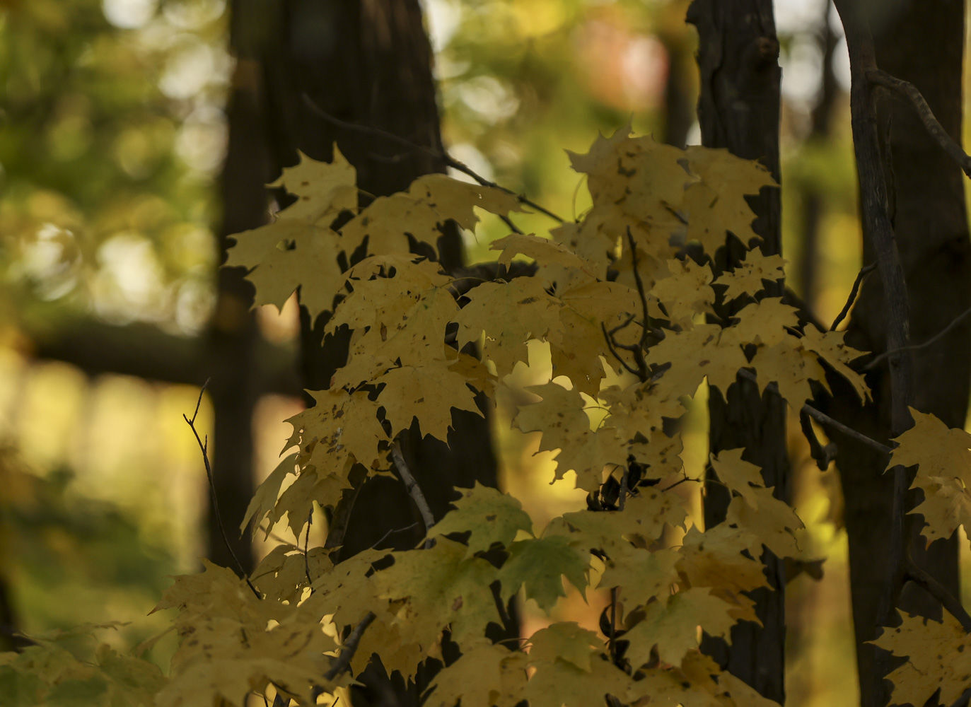 Fall around Lake Decatur 34 10.23.20.JPG